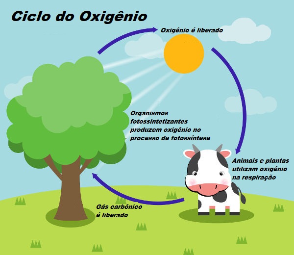 Resultado de imagem para ciclo do oxigênio