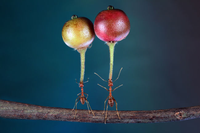 As formigas podem levantar objetos várias vezes mais pesados que seus corpos.