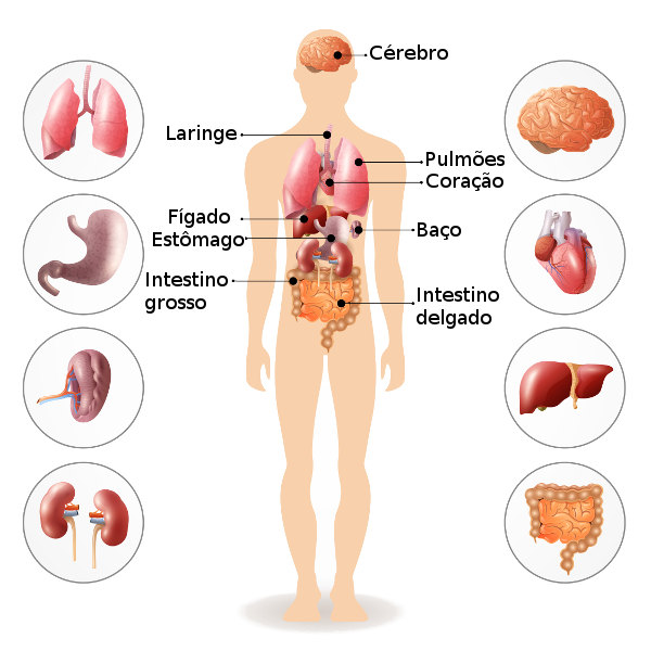 corpo-humano-dificil - Português