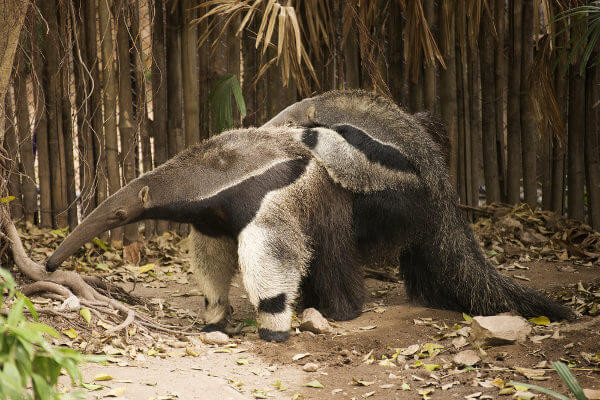 Tamanduá-bandeira, animal em extinção.