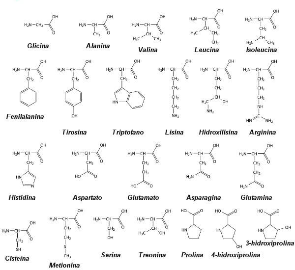 Observe a estrutura dos 20 aminoácidos encontrados na natureza.
