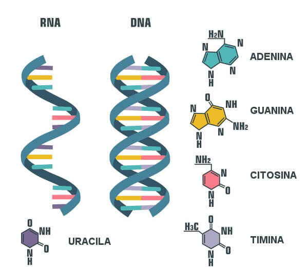 Representação das diferenças entre RNA e DNA