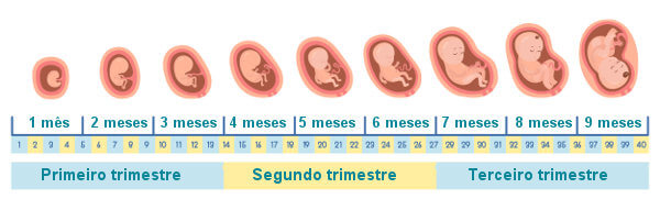 Evolução do feto durante a gravidez.