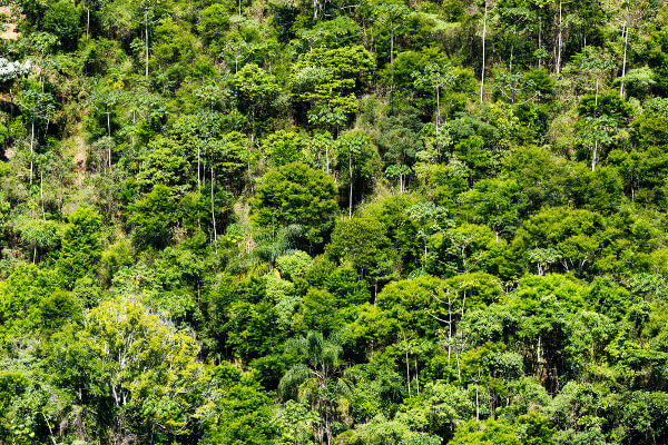 Mata Atlântica é o bioma com mais espécies de fauna e flora