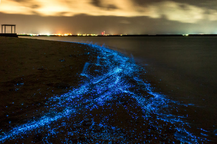 O plâncton emite luz por meio da bioluminescência.