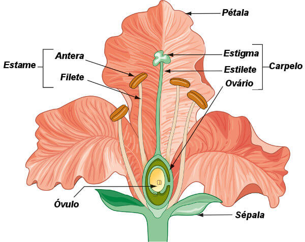 Observe atentamente as partes da flor.