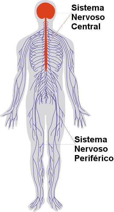 Representação dos tipos de sistema nervoso
