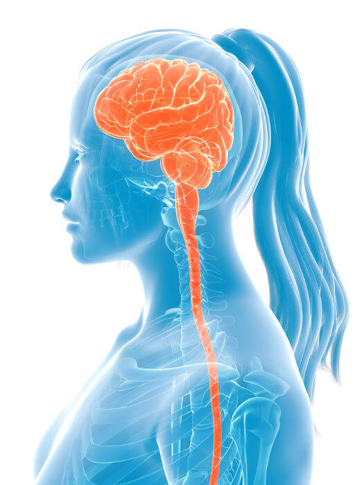 O Sistema Nervoso Humano: Um Enfoque Psico-Funcional