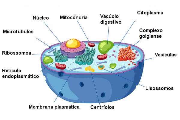 Observe algumas das principais estruturas presentes em células animais.