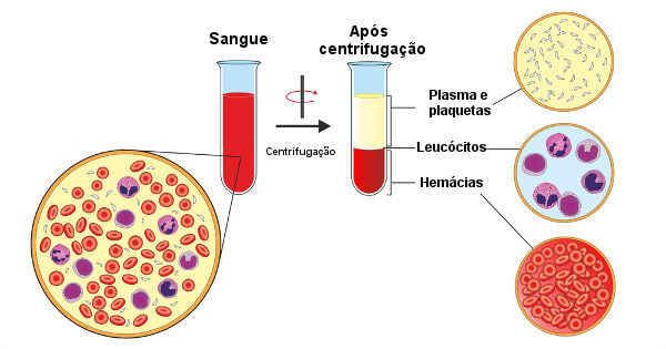 Após centrifugação do sangue, consegue-se observar a separação de sua parte líquida das células sanguíneas.
