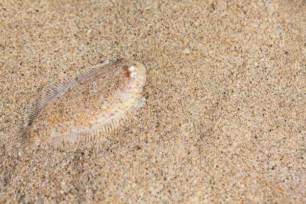 Observe como o peixe fica quase imperceptível na areia.