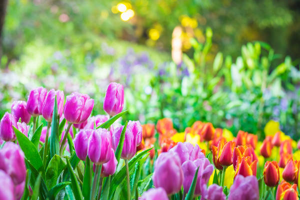 A primavera é conhecida como a estação das flores.