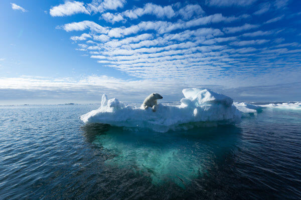Urso polar em cima de uma placa de gelo no mar em alusão às mudanças climáticas.