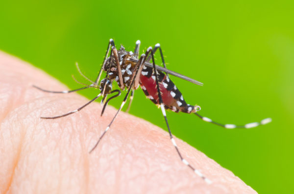Foto mostra o mosquito Aedes Aegypti
